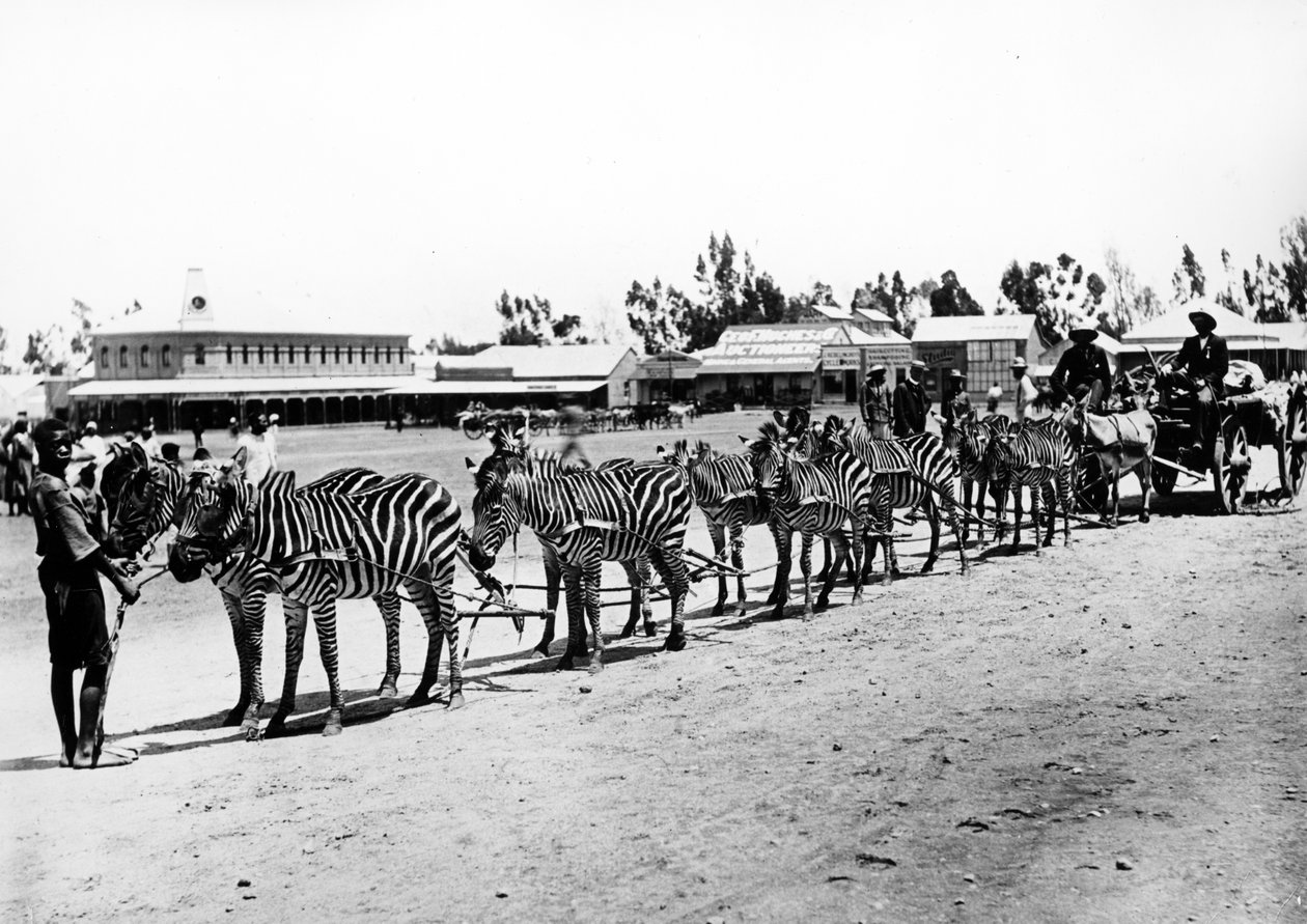 ज़ेबरा-ड्रोन कार्ट, c.1890 द्वारा दक्षिण अफ्रीकी फोटोग्राफर