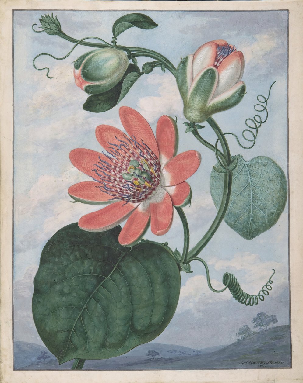 जुनून फूल, 1799। द्वारा सिडेनहैम टीस्ट एडवर्ड्स