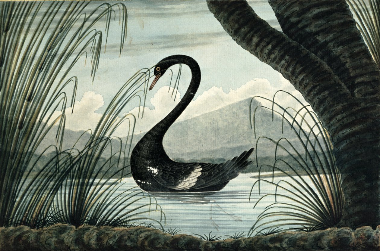 द ब्लैक स्वान, 1813 द्वारा टीआर ब्राउन