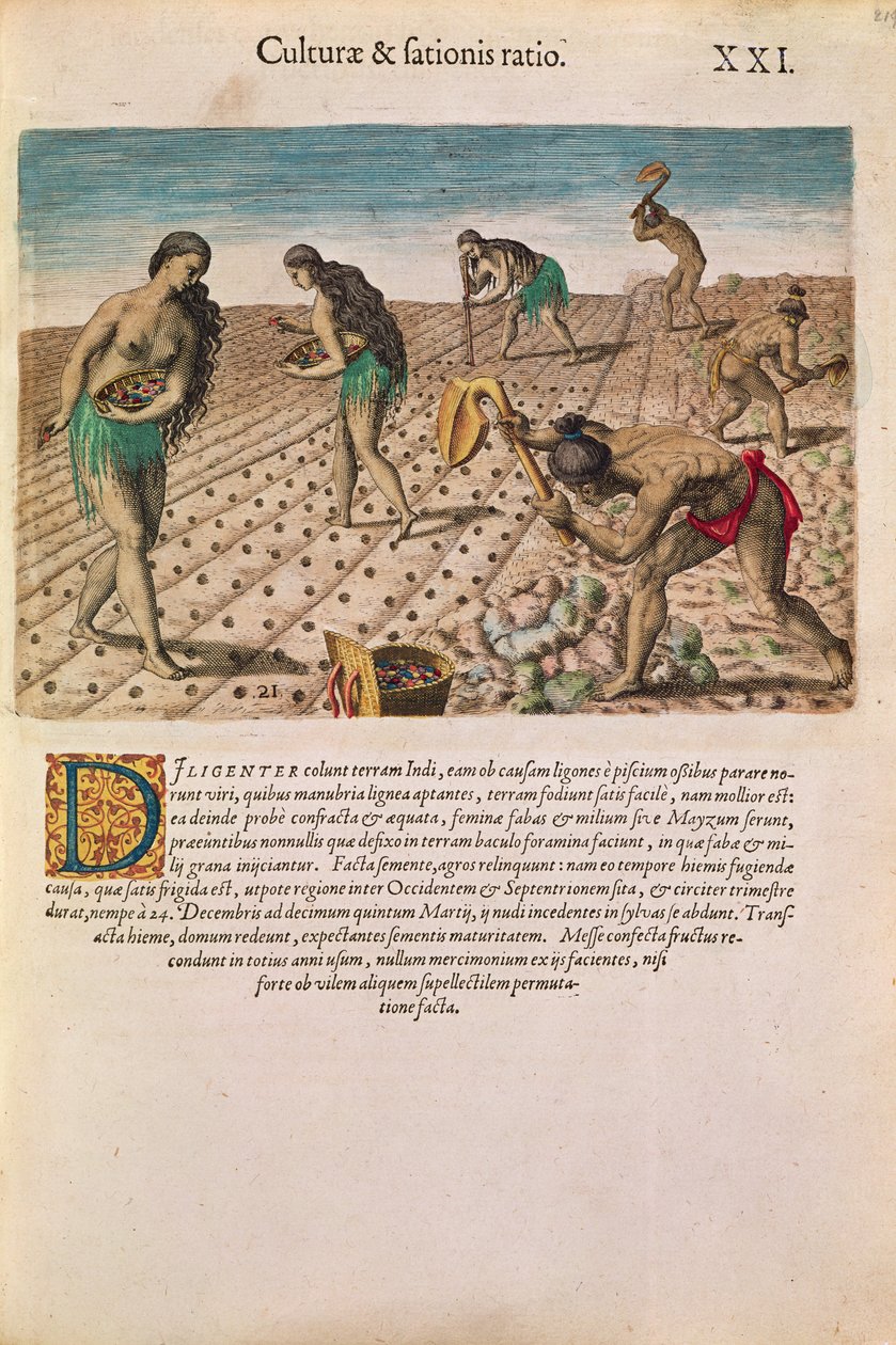 फ्लोरिडा के भारतीयों ने थियोडोर डी ब्राय, 1591 द्वारा प्रकाशित &39;ब्रेविस नराटियो ...&39; से मक्का बोया द्वारा ले मोयने के बाद जे.ब्राय