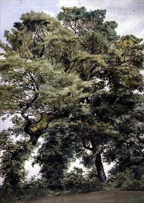 पेड़ों का अध्ययन द्वारा थॉमस कोलियर