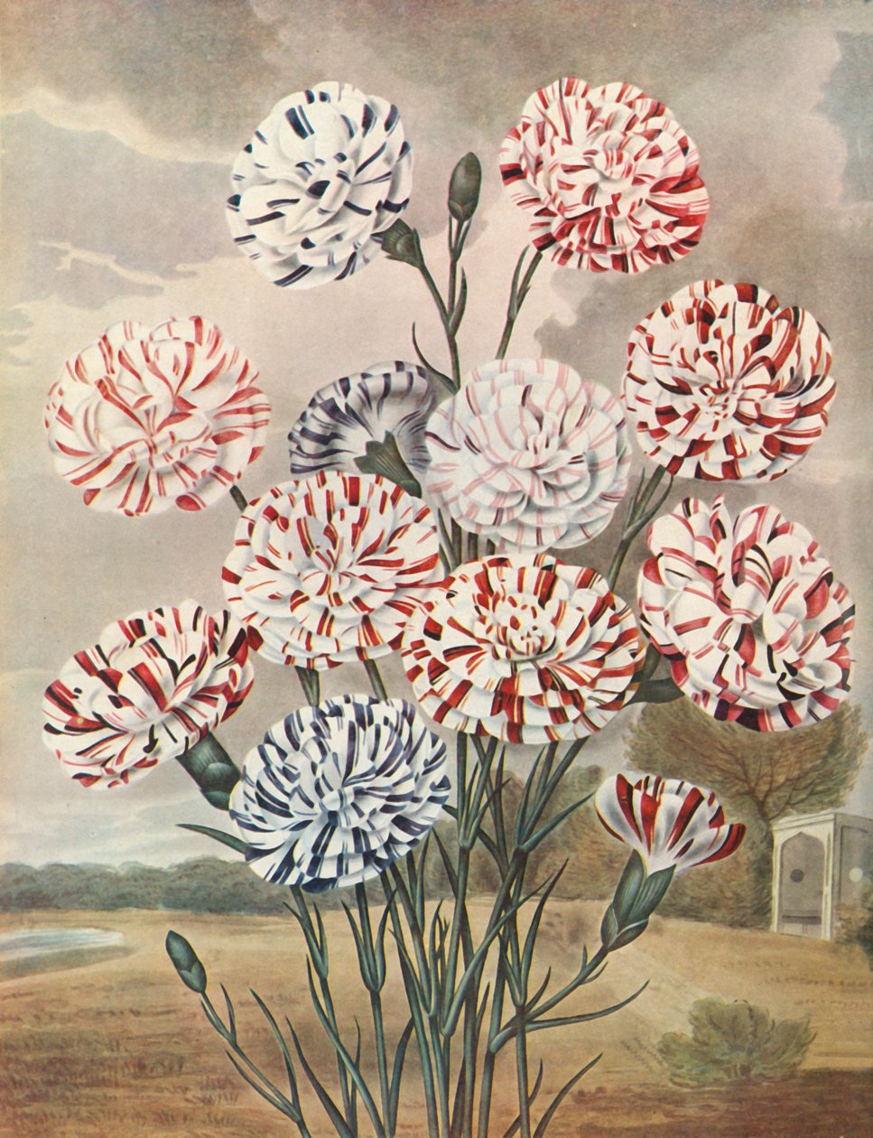 Picotees, c1802-1821, 1948। द्वारा थॉमस बैक्सटर
