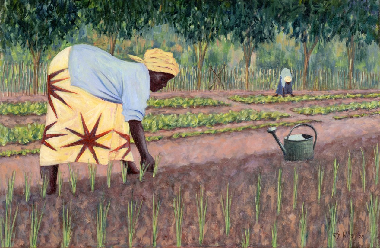 रोपण प्याज, 2005 द्वारा टिली विलिस