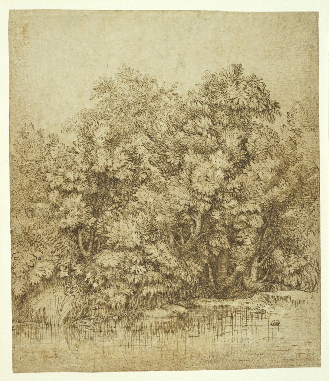 पेड़ के पास एक पेड़, c.1530 (क्रीम एंटीक पेपर पर चारकोल पर भूरी स्याही) द्वारा टिज़ियानो वेकेली