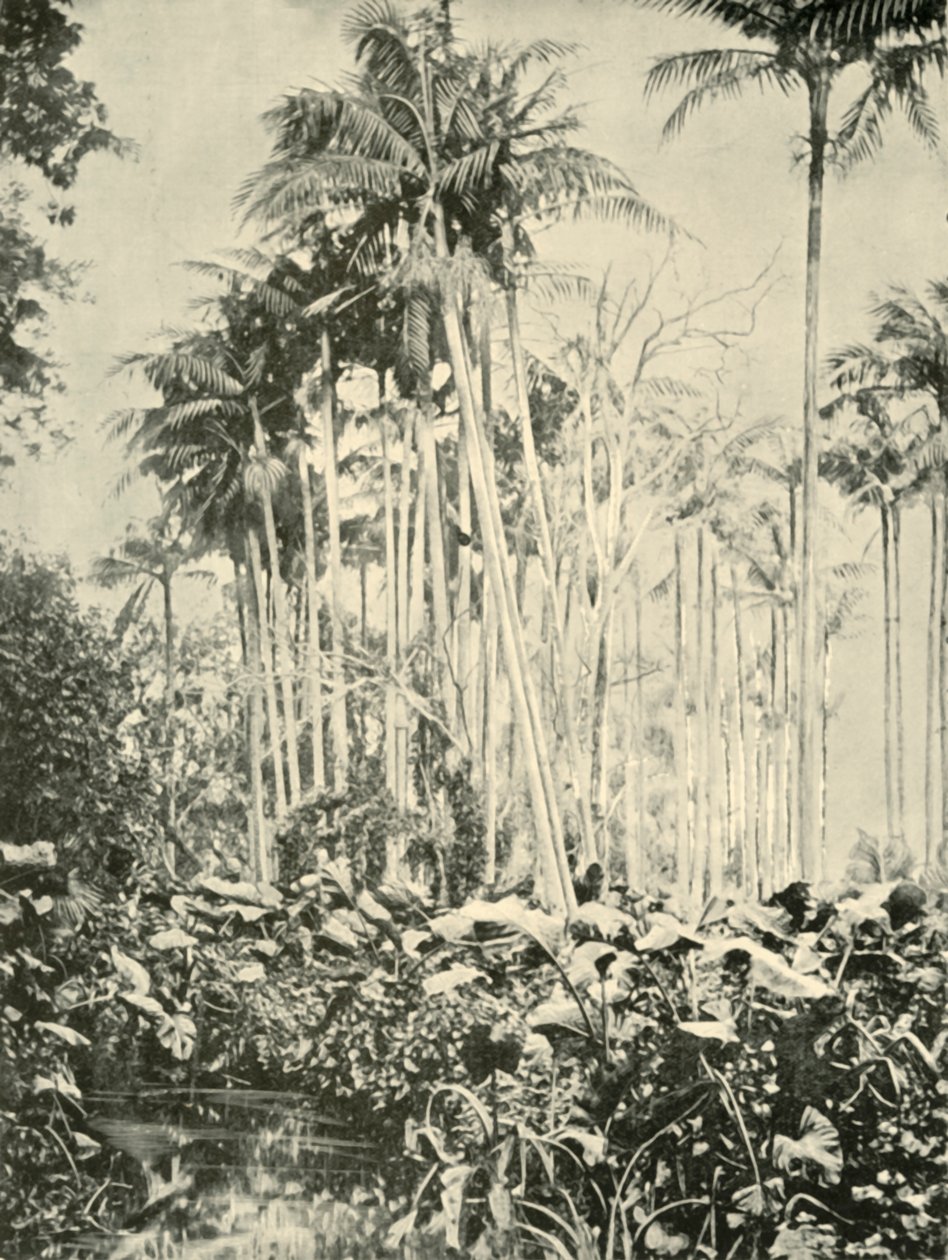 ए ग्रोव ऑफ पाम्स, 1901। द्वारा अज्ञात
