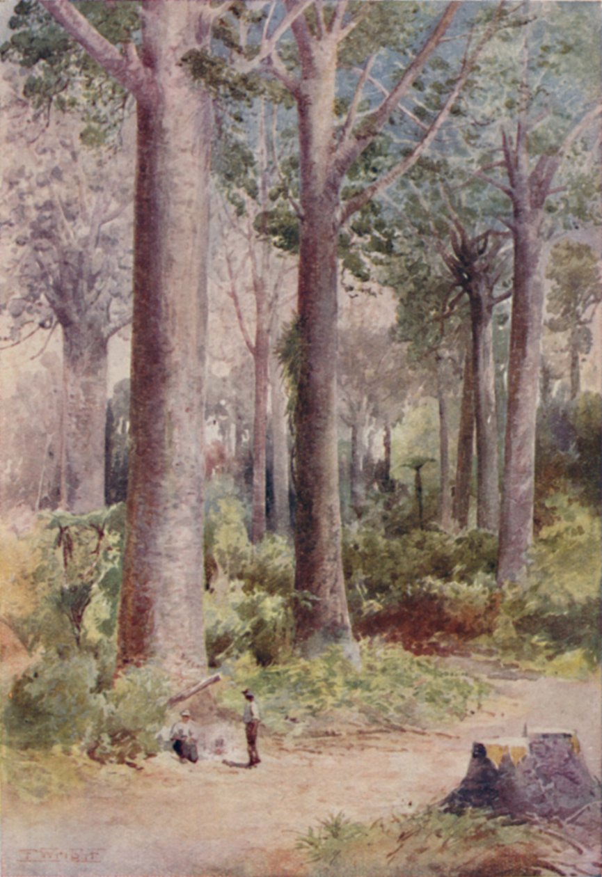 ए कौरी वन, 1923। द्वारा अज्ञात