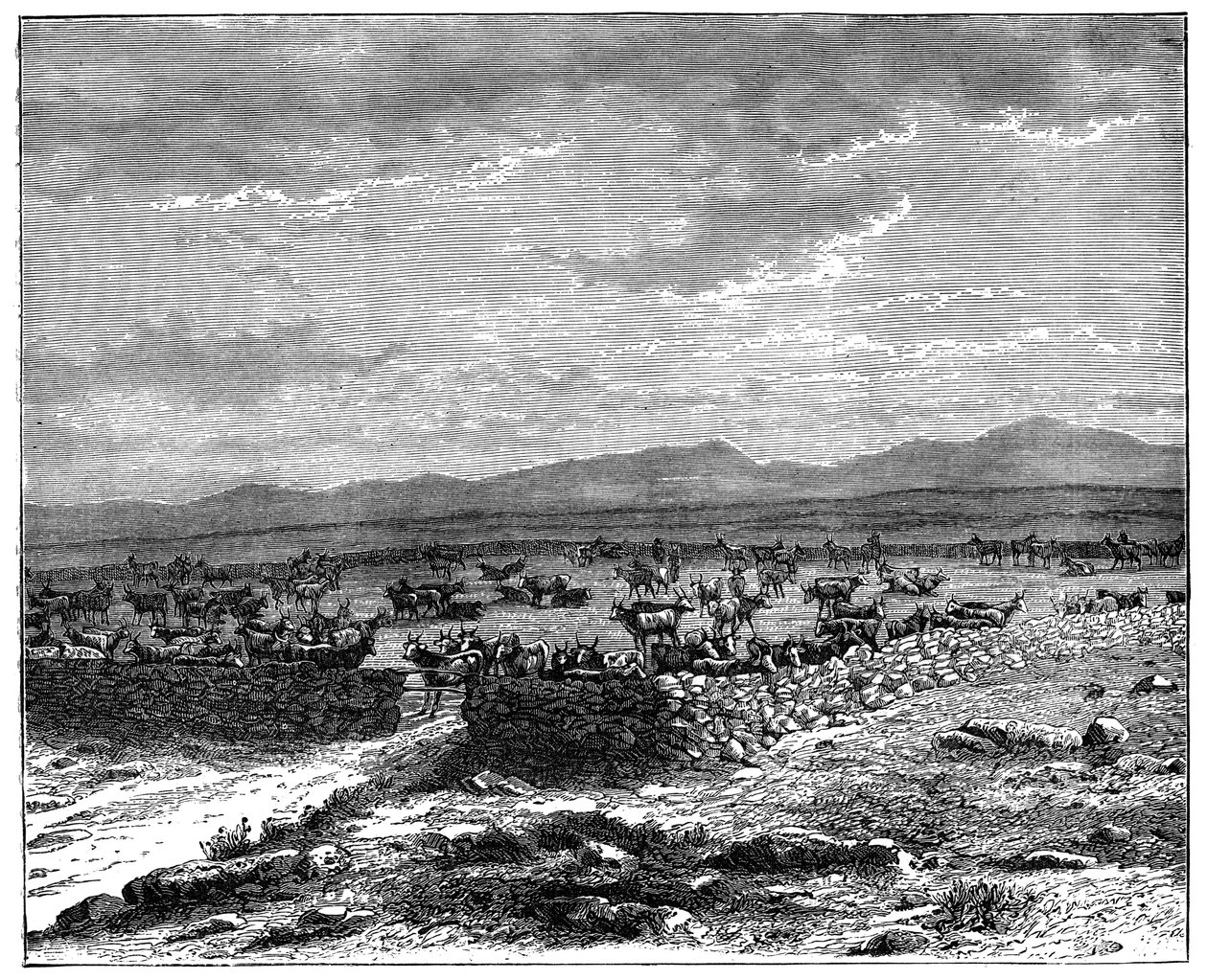 एक दक्षिण अफ्रीकी मवेशी क्राल, c1890 द्वारा अज्ञात