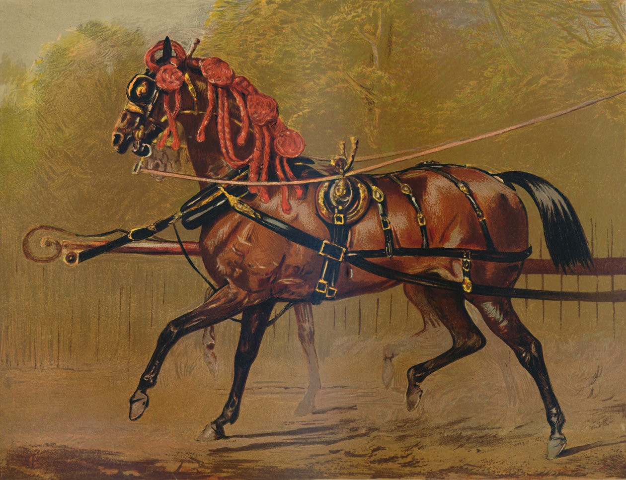ए स्टेट कैरिज हॉर्स, c1879। द्वारा अज्ञात