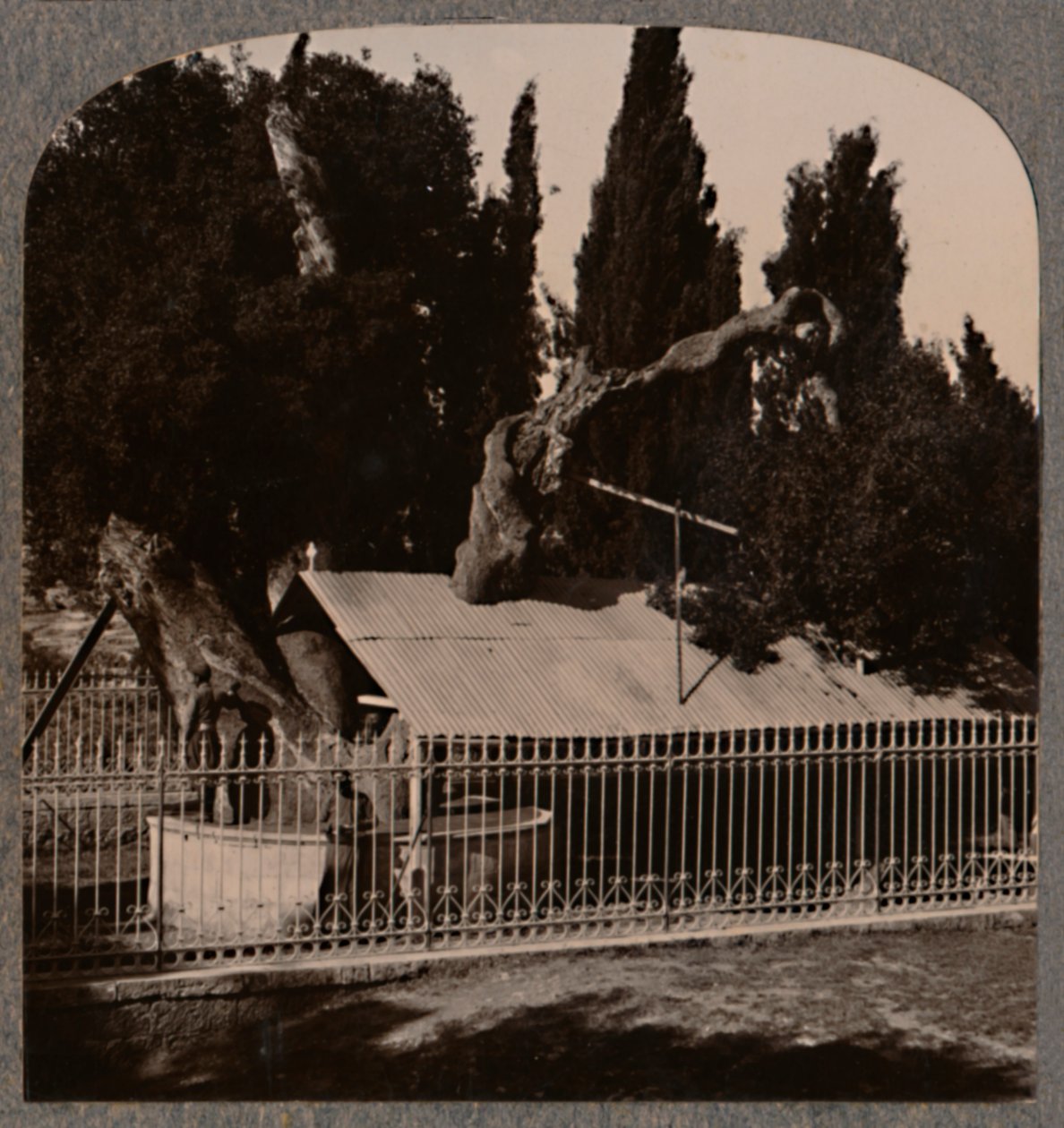 हेब्रोन के पास अब्राहम ओक, c1900 द्वारा अज्ञात
