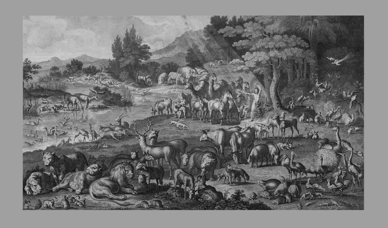 एडम ने क्रिएशन नामकरण, 1818। द्वारा अज्ञात