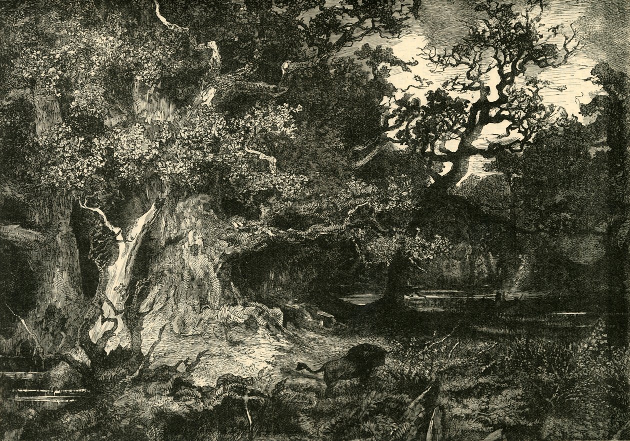 एक पुराना जर्मन वन, 1890। द्वारा अज्ञात