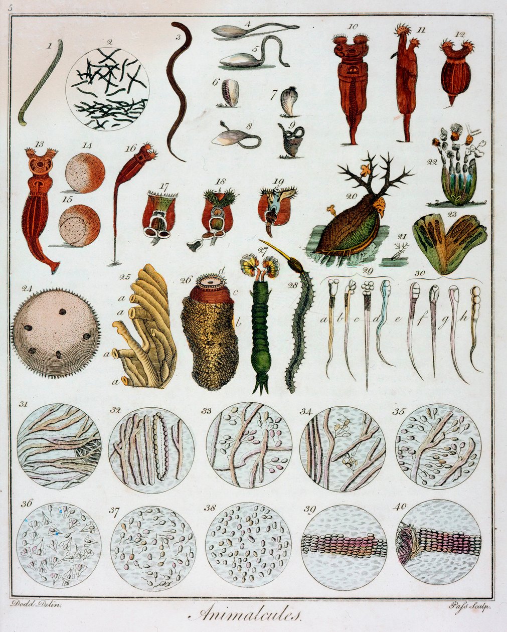 एंटोन वैन लीउवेनहोक द्वारा 'पशु' देखा गया, c1795 द्वारा अज्ञात
