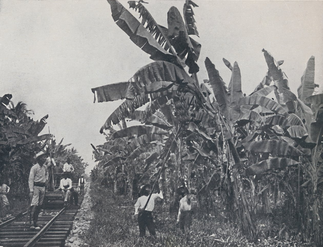 केले का बागान, 1924 द्वारा अज्ञात