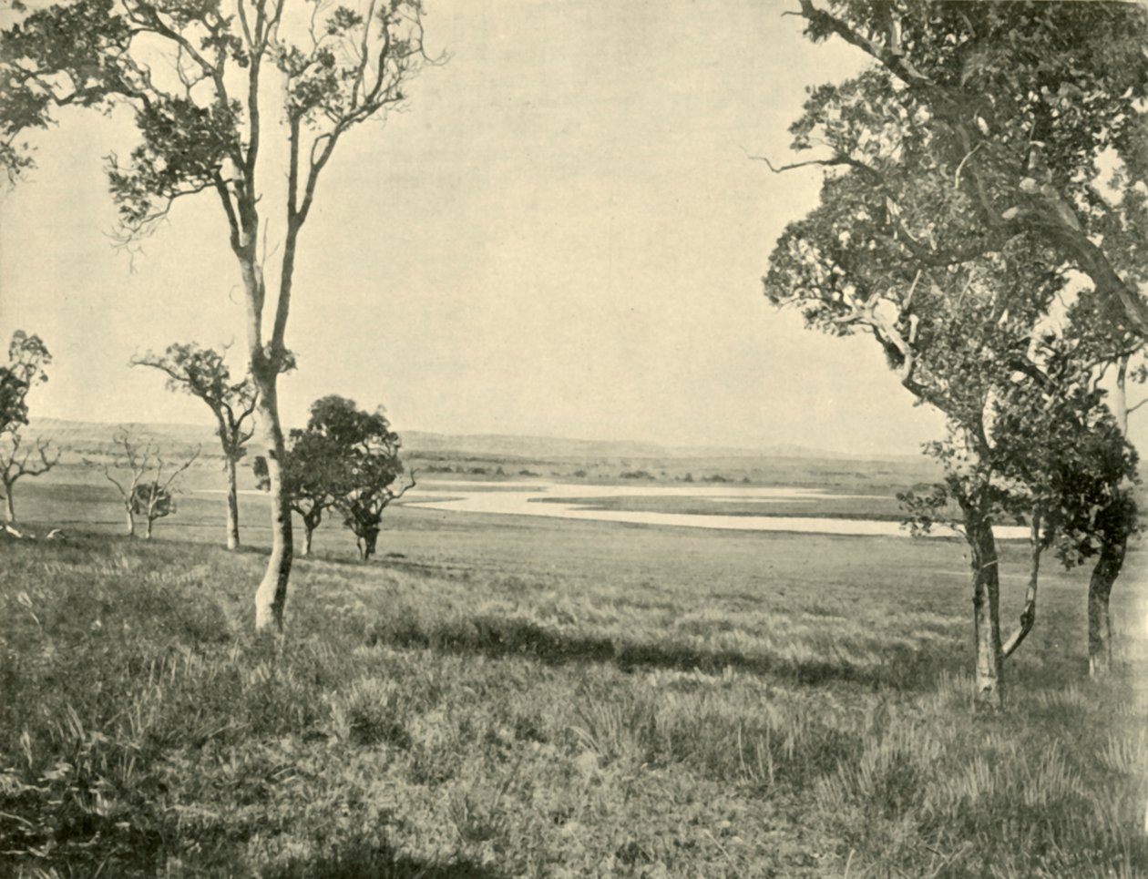 ब्लैक स्वान लैगून, वार्विक, क्वींसलैंड, 1901 के पास। द्वारा अज्ञात