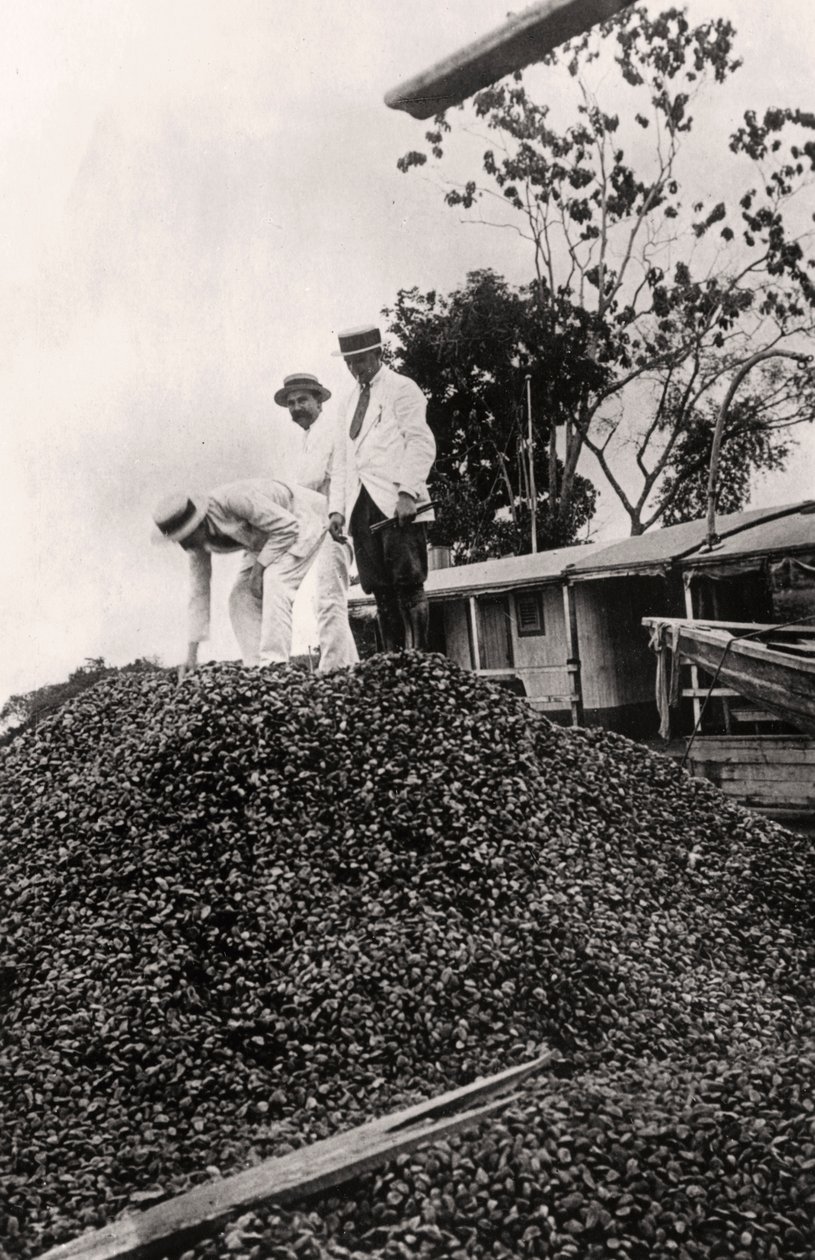 अमेज़ॅन वैली से ब्राजील नट्स की कटाई, c1900s द्वारा अज्ञात