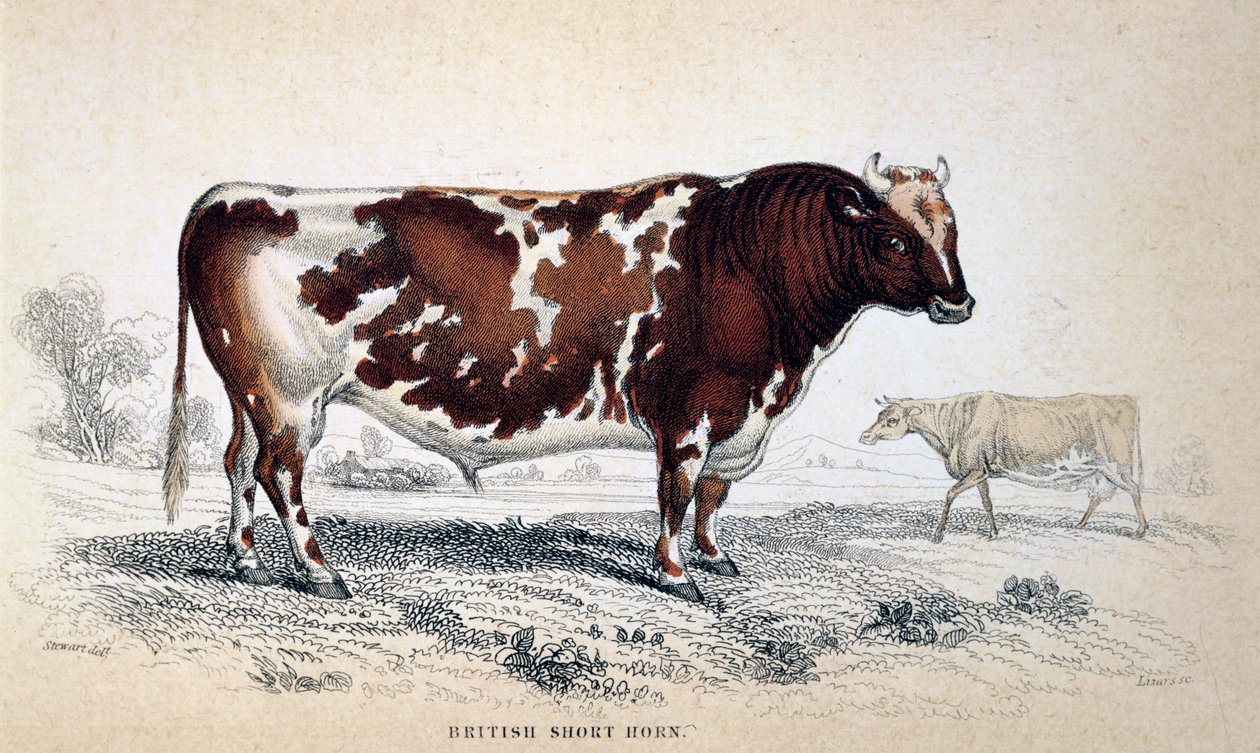 ब्रिटिश शॉर्ट हॉर्न, 1839 द्वारा अज्ञात