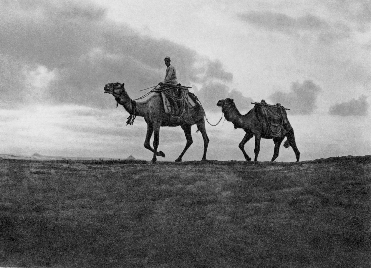 काहिरा, मिस्र के बाहर रेगिस्तान में ऊंट, c1920s द्वारा अज्ञात
