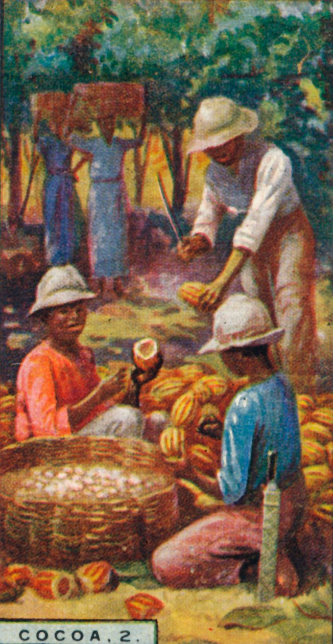 कोको, 2. - पॉड्स खोलना, त्रिनिदाद, 1928 द्वारा अज्ञात
