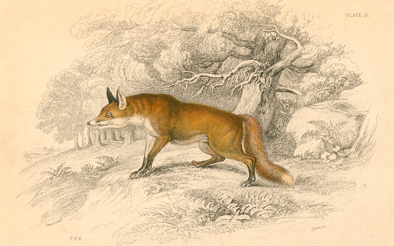 आम या लाल लोमड़ी वल्प्स वल्प्स, 1828 द्वारा अज्ञात