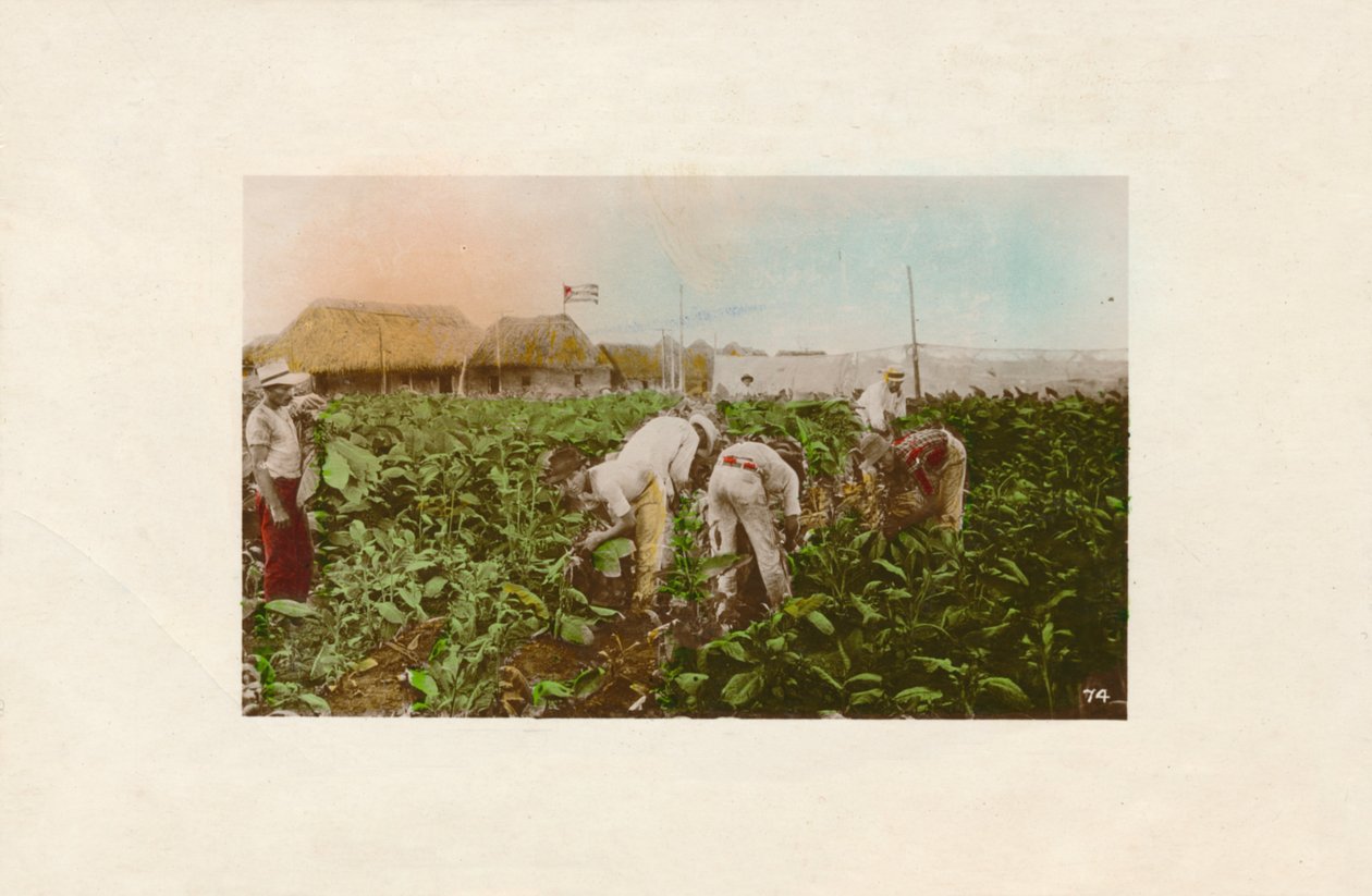 तंबाकू की फसल। - तंबाकू बागान।, C1910 द्वारा अज्ञात