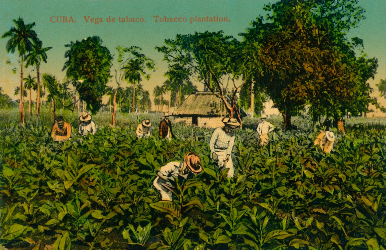 क्यूबा। तंबाकू की सब्जी। तम्बाकू रोपण, c1920s द्वारा अज्ञात