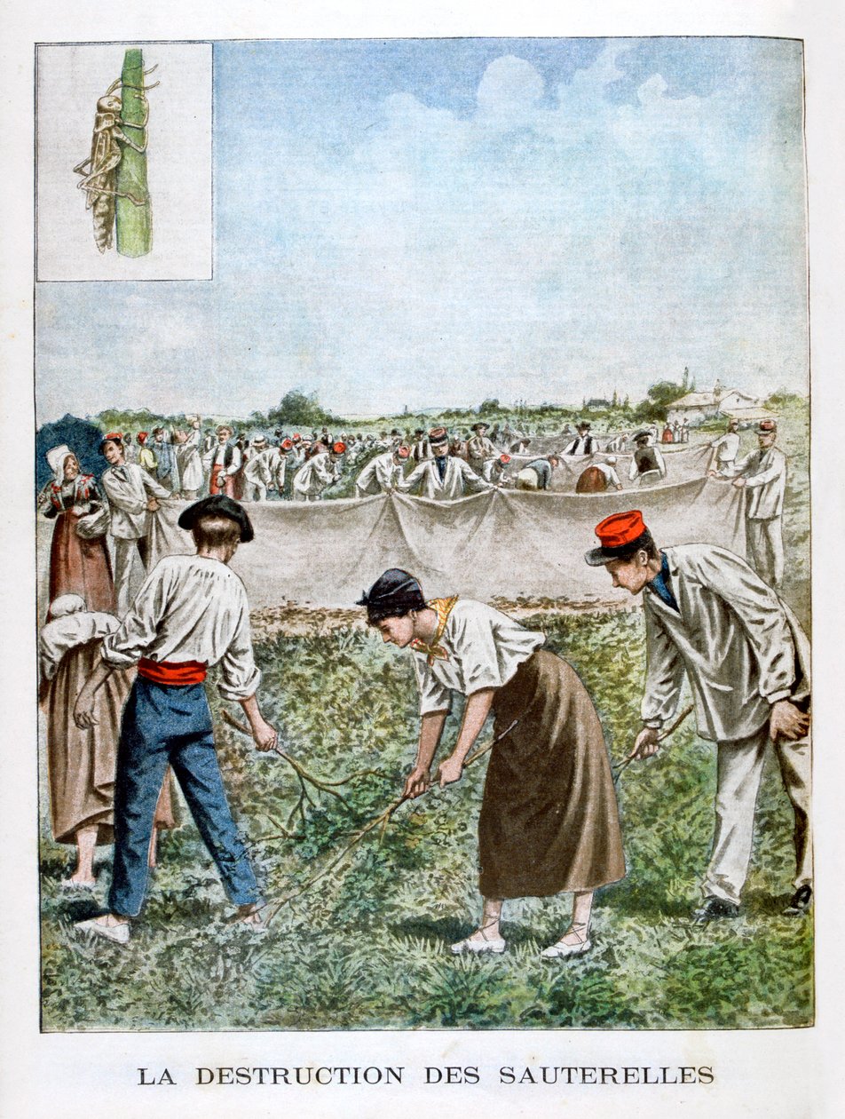 घास-फूस को नष्ट करना, 1901 द्वारा अज्ञात
