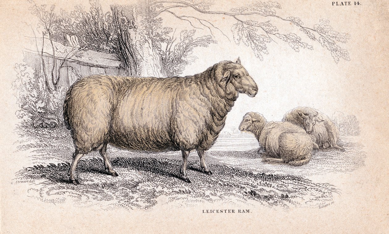 डिशले न्यू लीसेस्टर राम, c1840 द्वारा अज्ञात