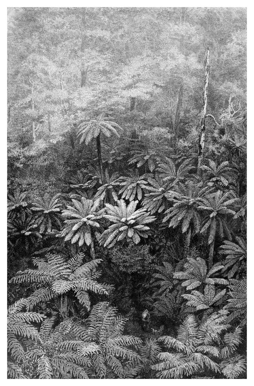 फ़र्न ट्री गुली, ऑस्ट्रेलिया, 1886 द्वारा अज्ञात