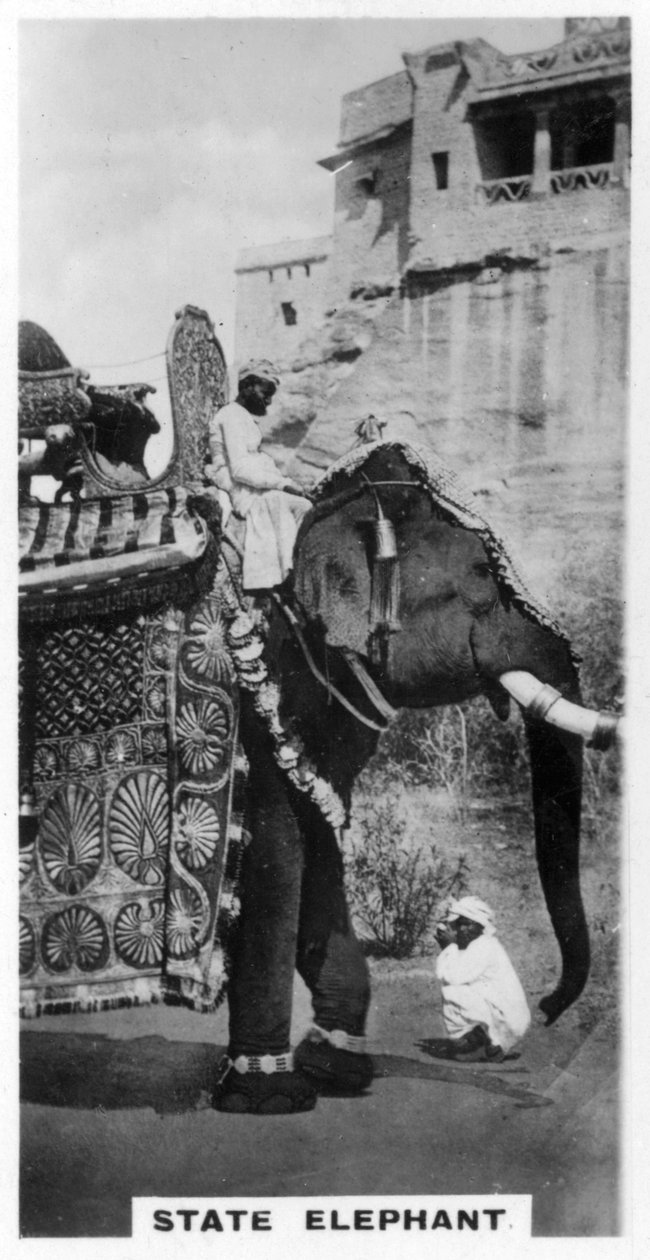 राजकीय पोशाक में सरकारी हाथी, दक्षिण भारत, c1925 द्वारा अज्ञात