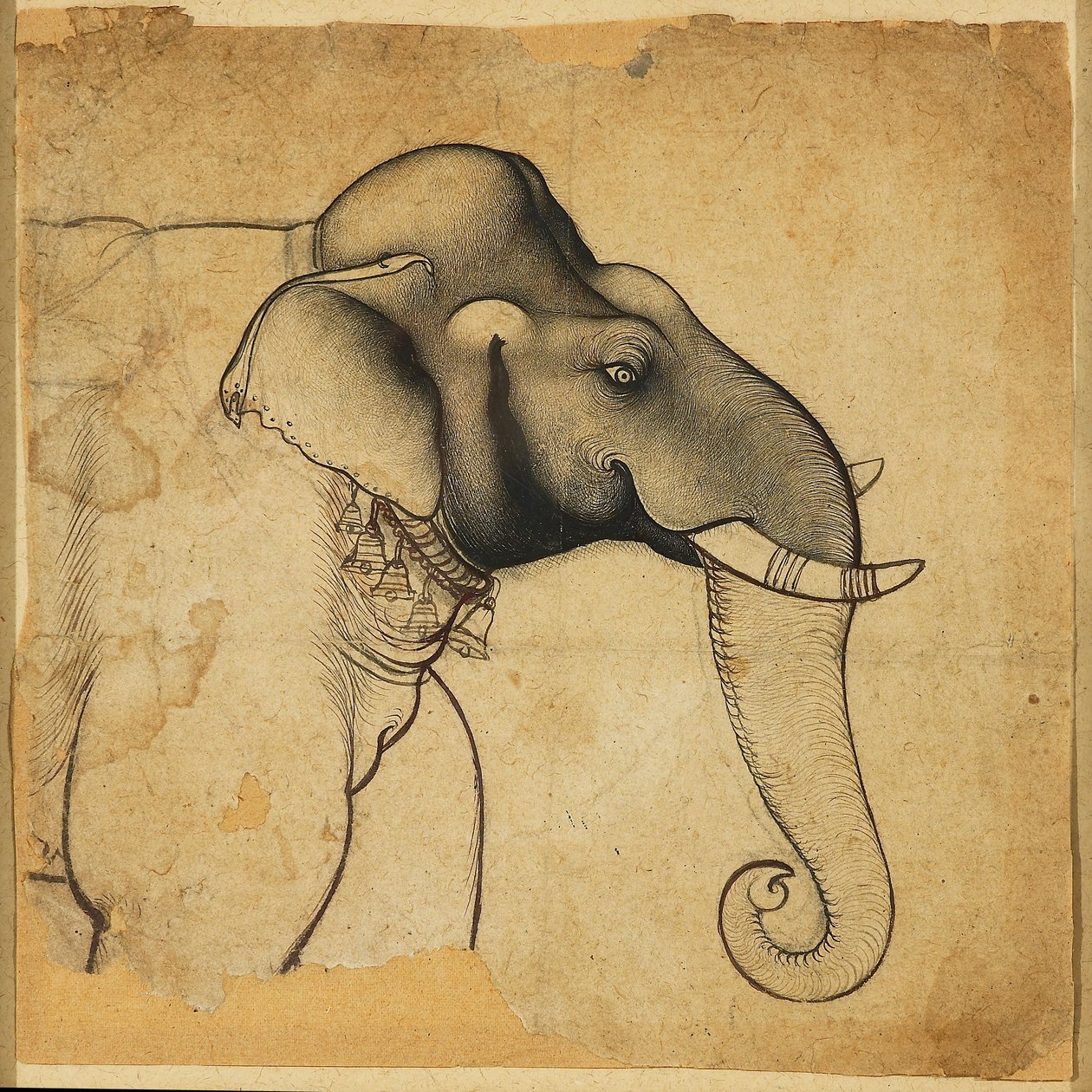 एक हाथी का सिर, 1700-1710 द्वारा अज्ञात