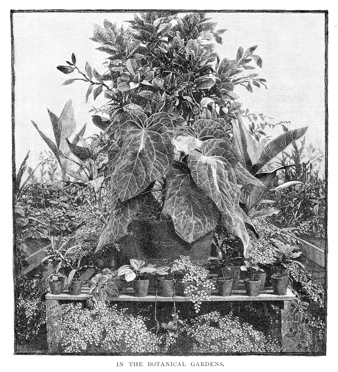 द बॉटनिकल गार्डन में, 1886 द्वारा अज्ञात