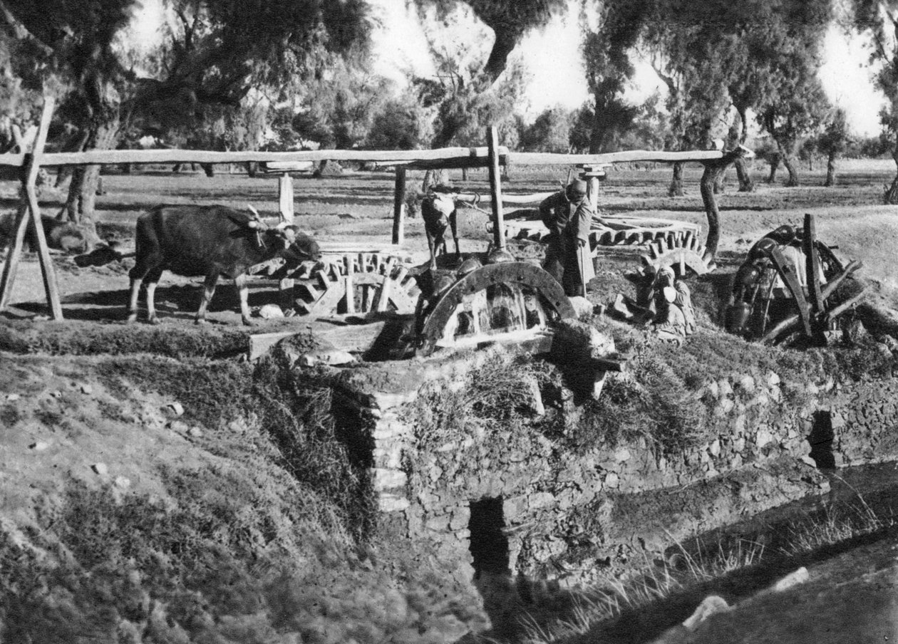 काहिरा, मिस्र के पास खेतों की सिंचाई, c1920s द्वारा अज्ञात