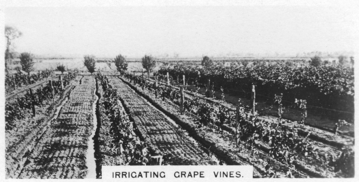 अंगूर की लताओं की सिंचाई, ऑस्ट्रेलिया, 1928 द्वारा अज्ञात