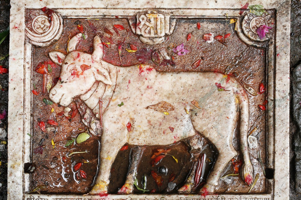 Kamdhenu sacred cow, Shesh Narayana, Nepal द्वारा अज्ञात