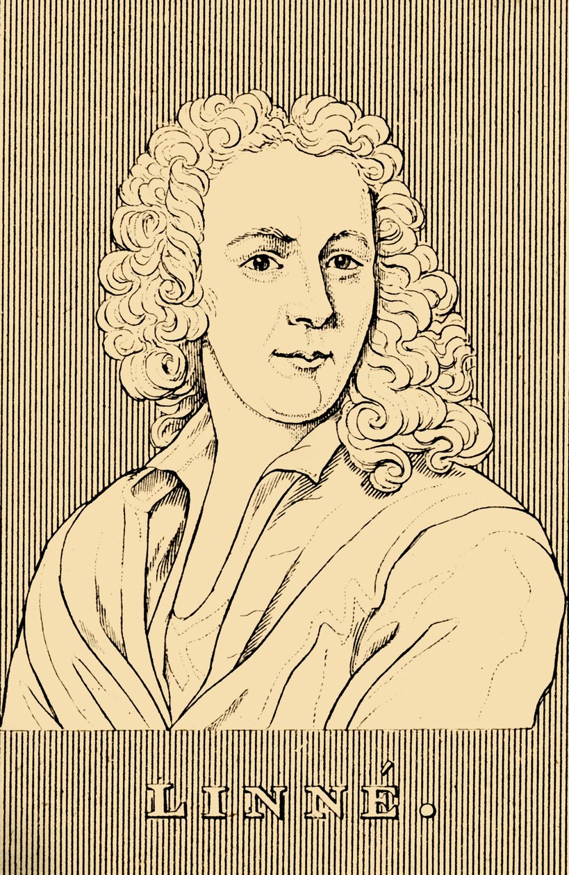 लिनेन, 1707-1778, 1830। द्वारा अज्ञात