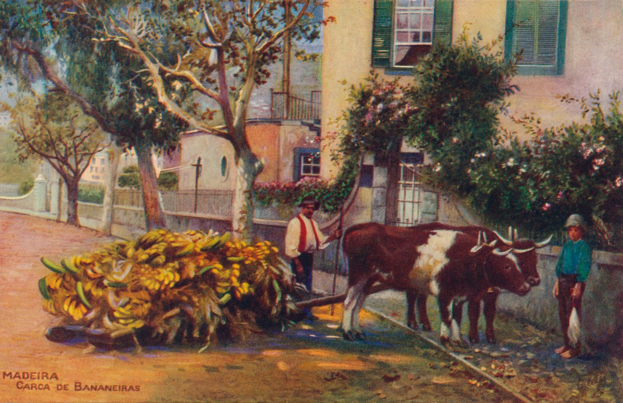 मदीरा - कारका डी बानानेरास, c1940 द्वारा अज्ञात
