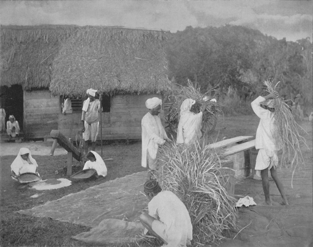 जमैका में चावल तैयार करते मूल निवासी मजदूर, c1890 द्वारा अज्ञात