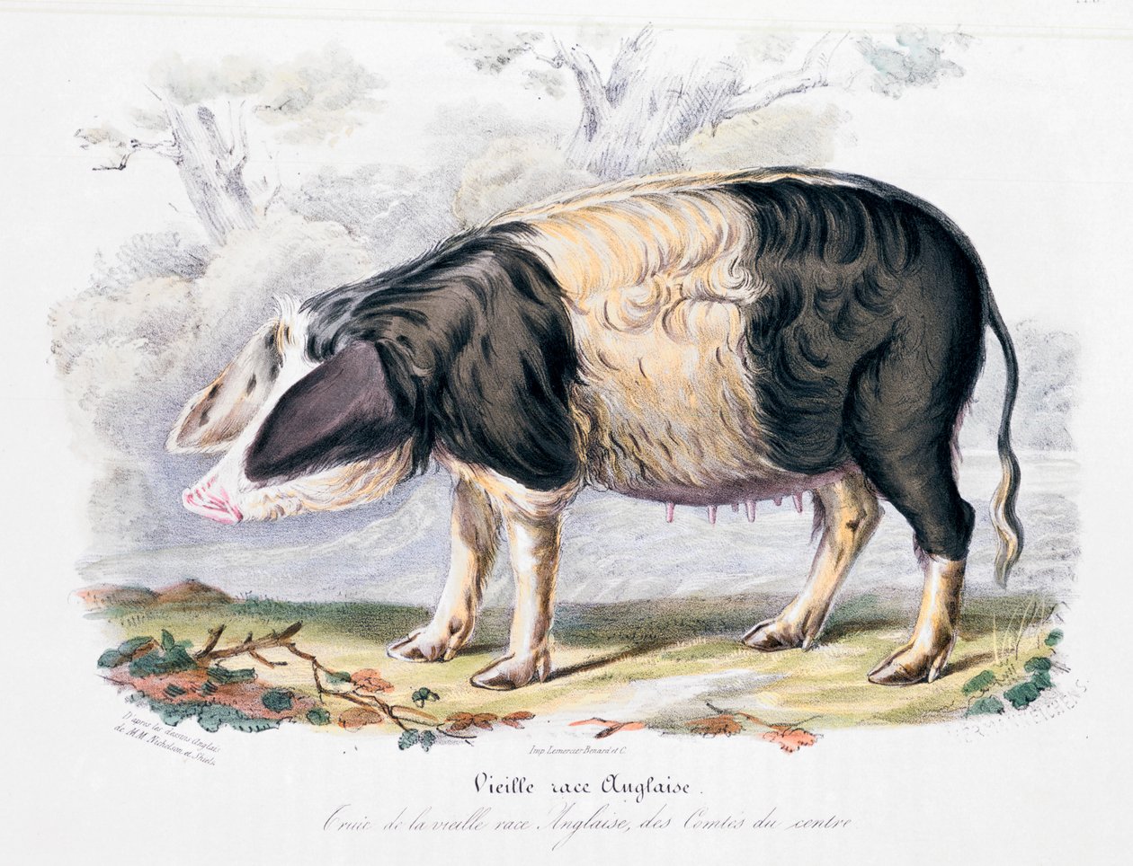 सुअर की पुरानी अंग्रेजी नस्ल, 1842 द्वारा अज्ञात