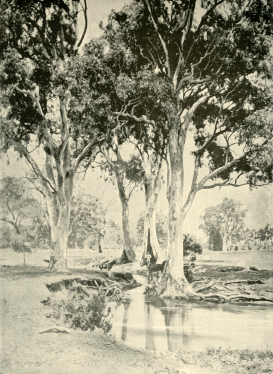 पुराने मसूड़े, माउंट। क्रॉफोर्ड, दक्षिण ऑस्ट्रेलिया, 1901। द्वारा अज्ञात