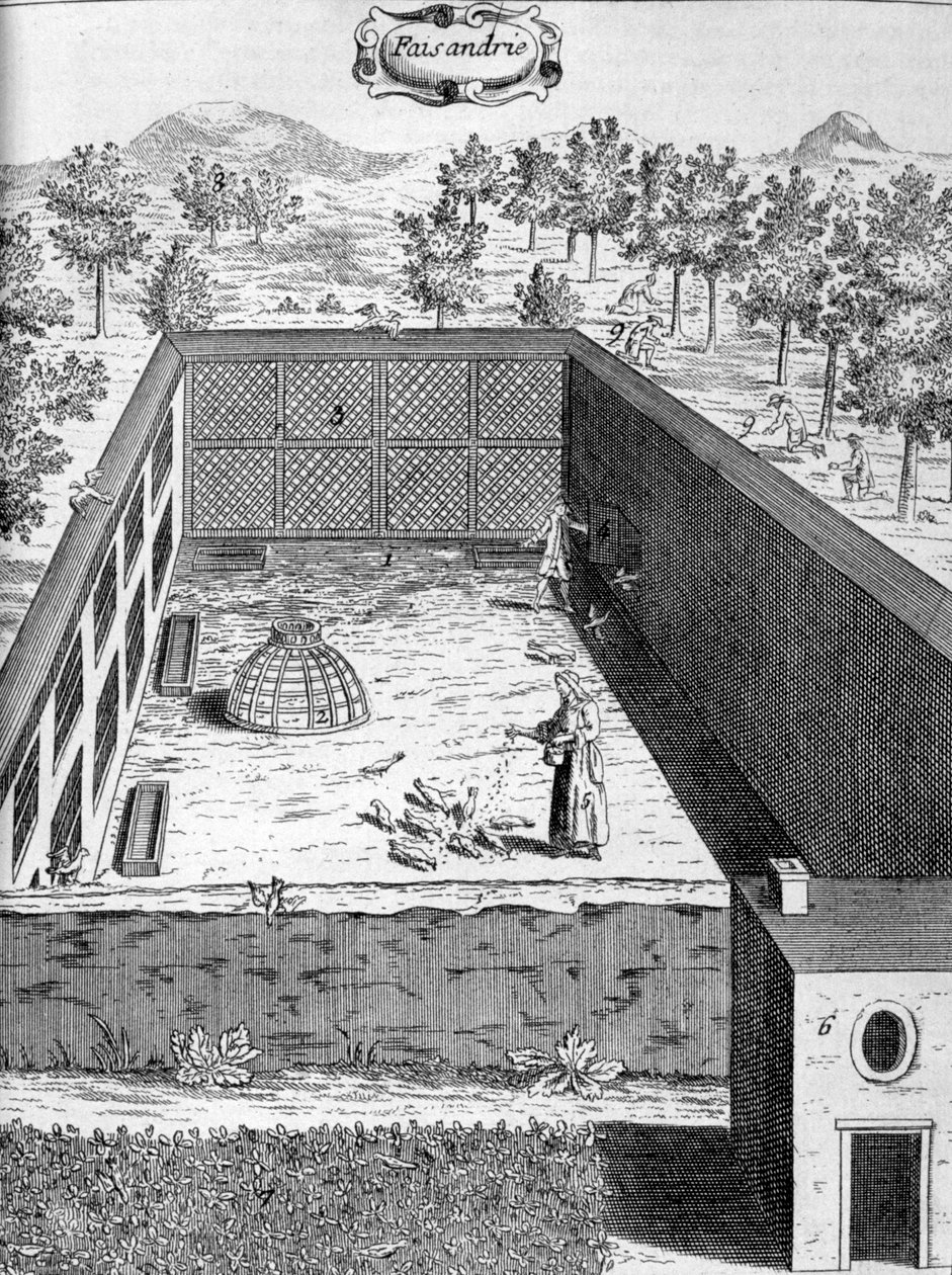 तीतर, 1775 द्वारा अज्ञात