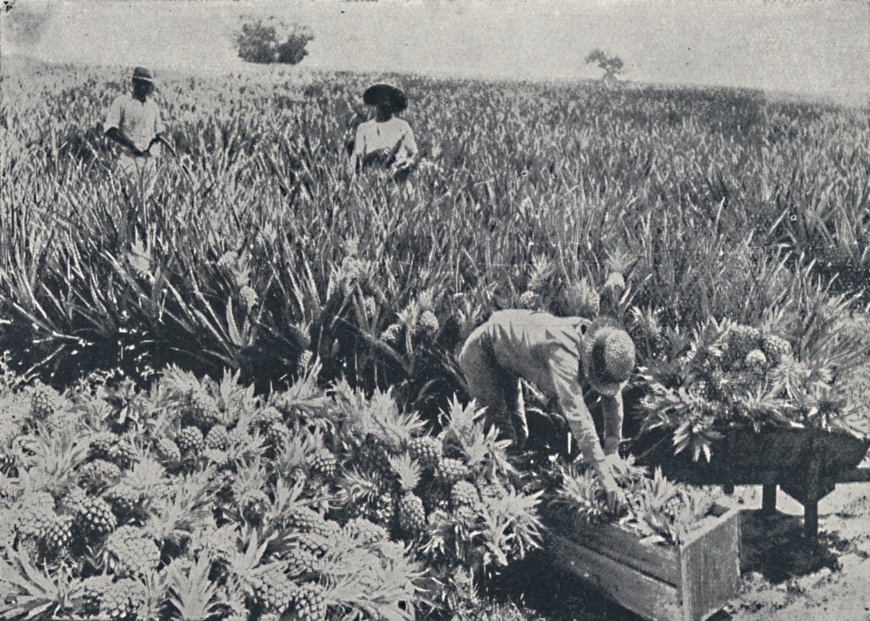 पाइन-ऐपल फील्ड, क्वींसलैंड, 1923। द्वारा अज्ञात