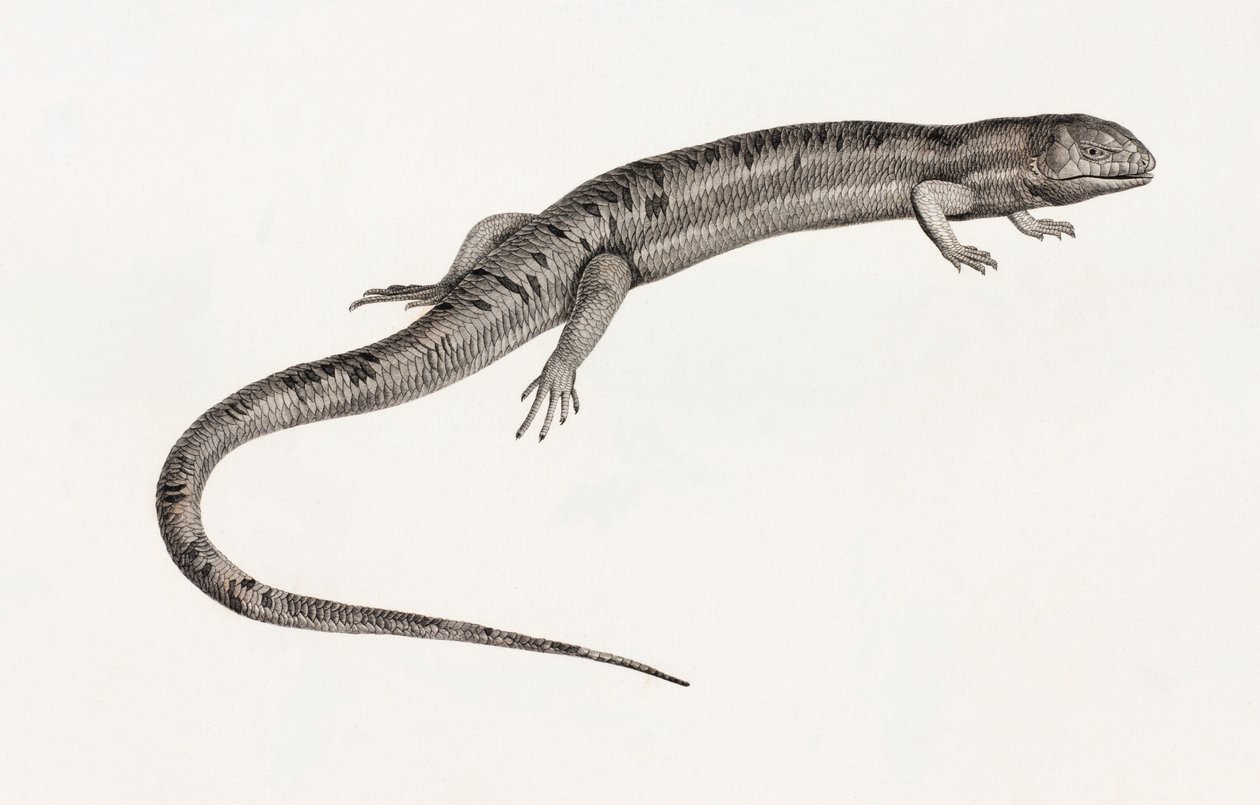 सरीसृप: विशाल anoles द्वारा अज्ञात