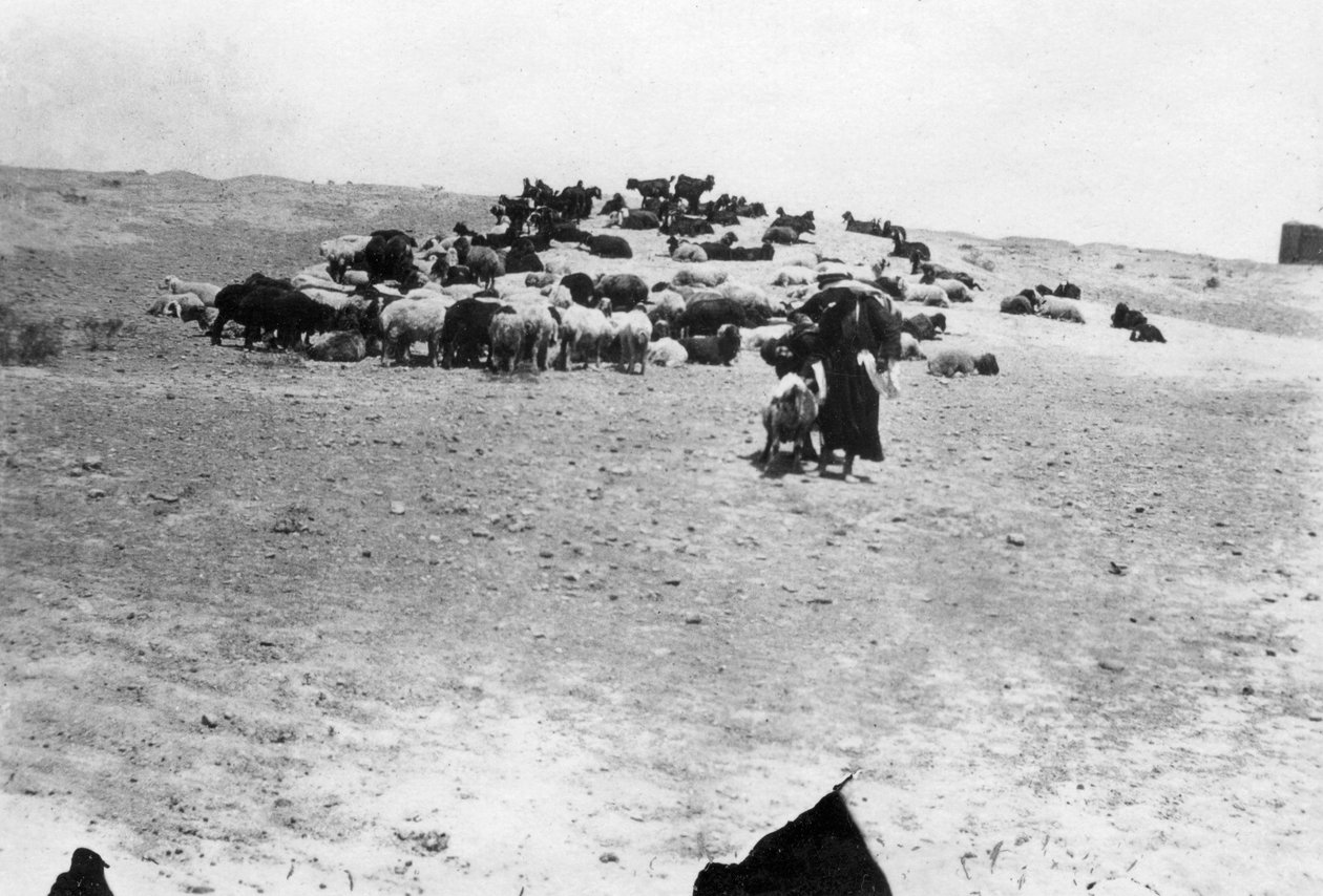 समरा, मेसोपोटामिया, 1918 के बाहर चरने वाली भेड़ें द्वारा अज्ञात