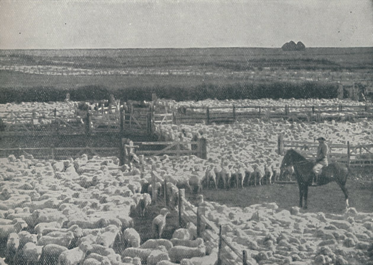 ऑस्ट्रेलिया में भेड़, 1910 द्वारा अज्ञात
