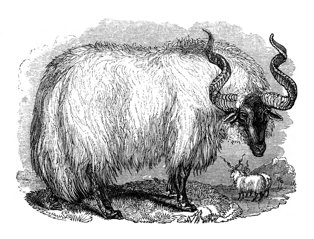 स्पेनिश भेड़, 1848 द्वारा अज्ञात