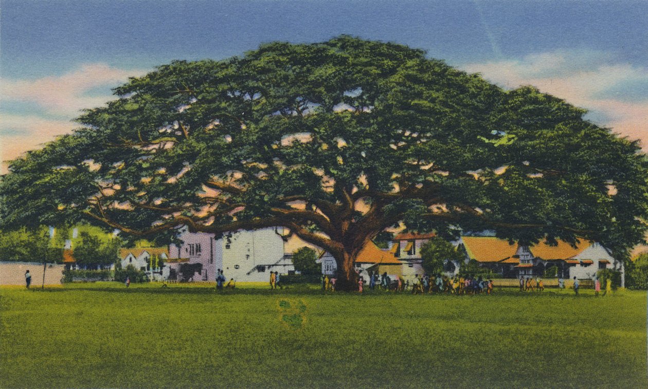 समोआ ट्री, त्रिनिदाद, BWI, c1940s का प्रसार। द्वारा अज्ञात