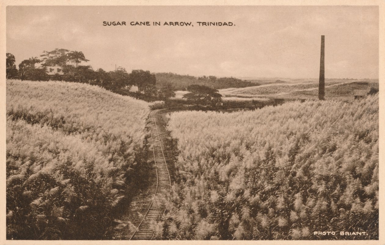 तीर त्रिनिदाद में गन्ना, c1900 द्वारा अज्ञात