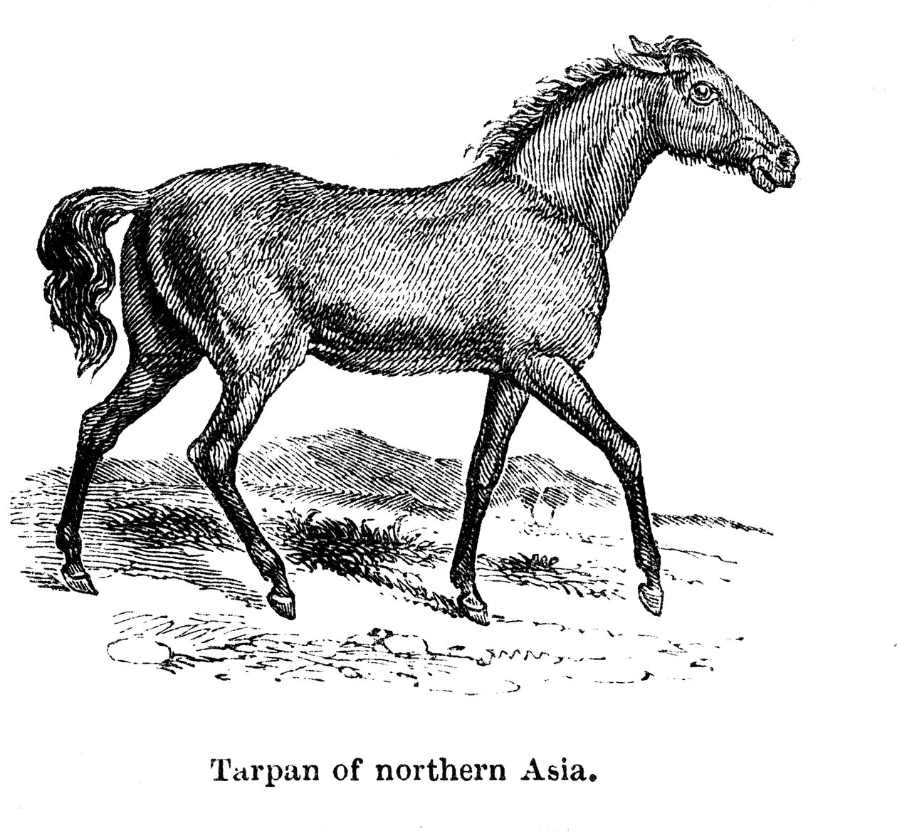 तर्पण, 1850 द्वारा अज्ञात