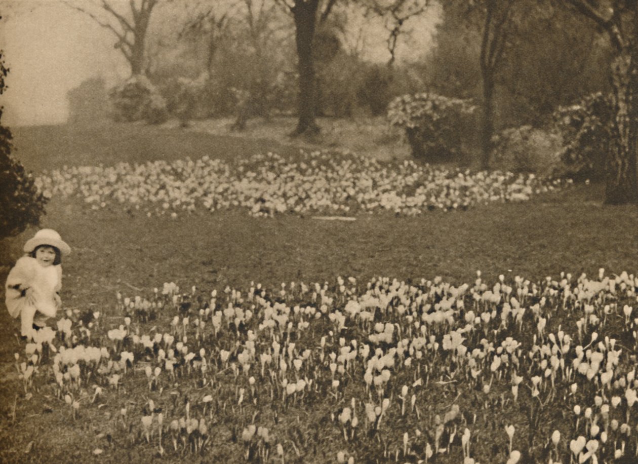 स्प्रिंग का क्रोकस कालीन, c1935। द्वारा अज्ञात