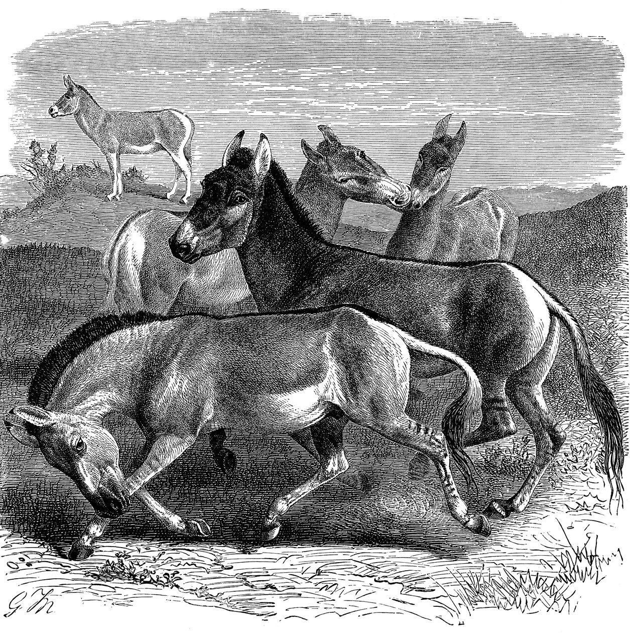 तिब्बती जंगली गधा या कियान, 1893 द्वारा अज्ञात